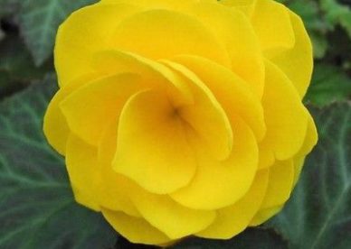 ورد أصفر رومانسي 2017 - صور ورد وزهور Rose Flower images